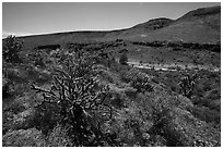 Cactus and Brittlebush, Grand Wash Area. Parashant National Monument, Arizona, USA ( black and white)