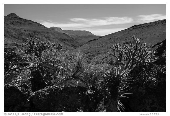 Cactus, Grand Wash Area. Parashant National Monument, Arizona, USA (black and white)