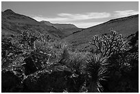 Cactus, Grand Wash Area. Parashant National Monument, Arizona, USA ( black and white)