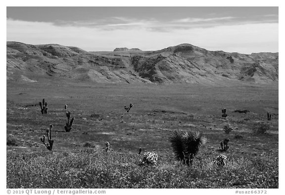 Steppe with yuccas. Grand Canyon-Parashant National Monument, Arizona, USA (black and white)