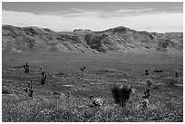 Steppe with yuccas. Grand Canyon-Parashant National Monument, Arizona, USA ( black and white)