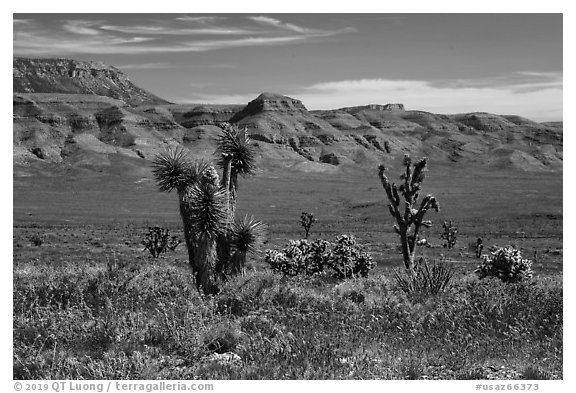 Steppe with Joshua Trees. Grand Canyon-Parashant National Monument, Arizona, USA (black and white)
