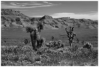 Steppe with Joshua Trees. Parashant National Monument, Arizona, USA ( black and white)