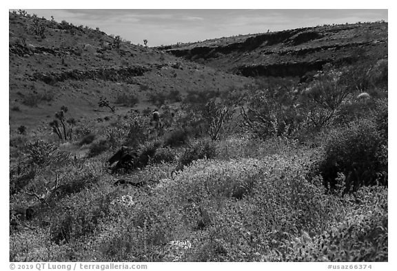 Wild poppies in canyon. Grand Canyon-Parashant National Monument, Arizona, USA (black and white)