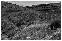 Wild poppies in canyon. Grand Canyon-Parashant National Monument, Arizona, USA ( black and white)