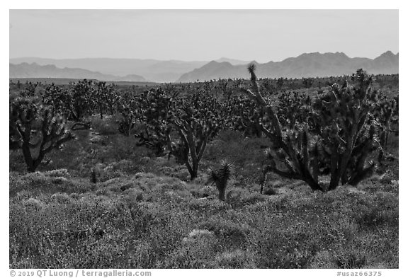 Wild poppies and dense Joshua Tree forest. Grand Canyon-Parashant National Monument, Arizona, USA (black and white)