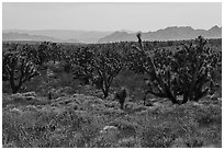 Wild poppies and dense Joshua Tree forest. Grand Canyon-Parashant National Monument, Arizona, USA ( black and white)