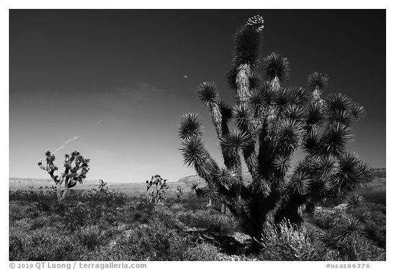 Joshua Trees and moon. Parashant National Monument, Arizona, USA (black and white)