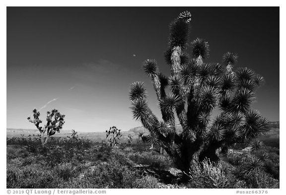 Joshua Trees and moon. Grand Canyon-Parashant National Monument, Arizona, USA (black and white)