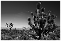 Joshua Trees and moon. Parashant National Monument, Arizona, USA ( black and white)