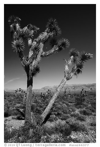 Joshua Tree with seed. Parashant National Monument, Arizona, USA (black and white)