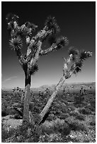 Joshua Tree with seed. Parashant National Monument, Arizona, USA ( black and white)