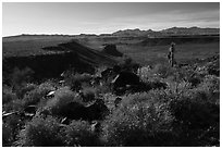 Brittlebush, Mojave Desert. Parashant National Monument, Arizona, USA ( black and white)