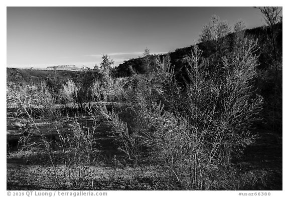 Pakoon Springs in the spring. Grand Canyon-Parashant National Monument, Arizona, USA (black and white)