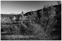 Pakoon Springs in the spring. Parashant National Monument, Arizona, USA ( black and white)