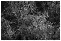 Lush vegetation, Pakoon Springs. Grand Canyon-Parashant National Monument, Arizona, USA ( black and white)