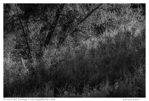 Green Oasis, Pakoon Springs. Grand Canyon-Parashant National Monument, Arizona, USA (black and white)