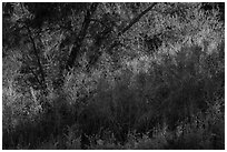 Green Oasis, Pakoon Springs. Grand Canyon-Parashant National Monument, Arizona, USA ( black and white)