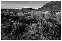 Desert near Pakoon Springs. Parashant National Monument, Arizona, USA ( black and white)