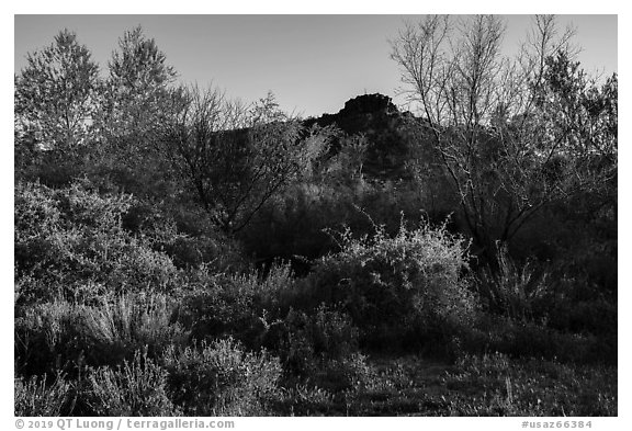 Riparian environment, Pakoon Springs. Grand Canyon-Parashant National Monument, Arizona, USA (black and white)