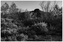 Riparian environment, Pakoon Springs. Parashant National Monument, Arizona, USA ( black and white)