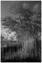 Wetland grasses and newly leafed tree. Parashant National Monument, Arizona, USA ( black and white)