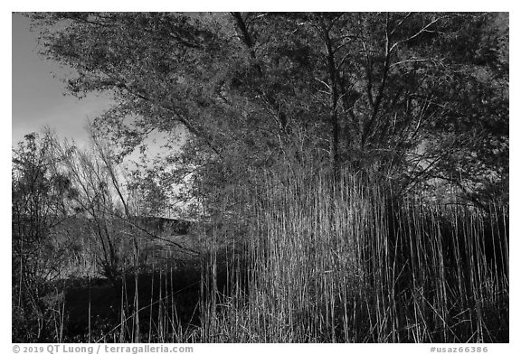 Tall grasses and tree with new leaves. Grand Canyon-Parashant National Monument, Arizona, USA (black and white)