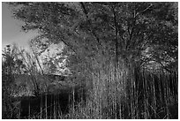 Tall grasses and tree with new leaves. Parashant National Monument, Arizona, USA ( black and white)