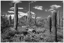 Cactus and Brittlebush, Table Mountain Wilderness. Sonoran Desert National Monument, Arizona, USA ( black and white)