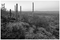 Vekol Valley in springtime at dawn. Sonoran Desert National Monument, Arizona, USA ( black and white)