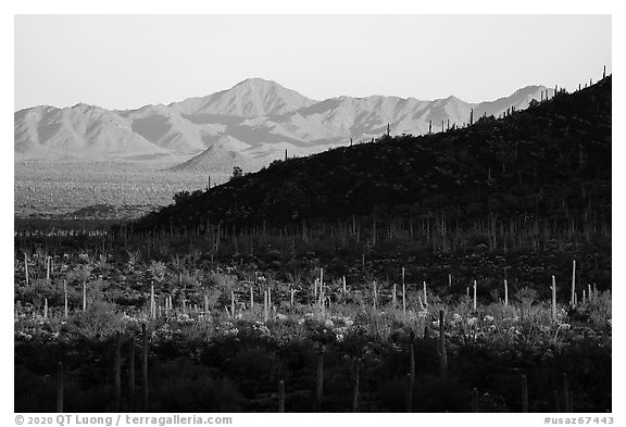 Dense saguaro cactus forest and ridges at sunrise, Table Mountain Wilderness. Sonoran Desert National Monument, Arizona, USA (black and white)