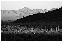 Dense saguaro cactus forest and ridges at sunrise, Table Mountain Wilderness. Sonoran Desert National Monument, Arizona, USA ( black and white)