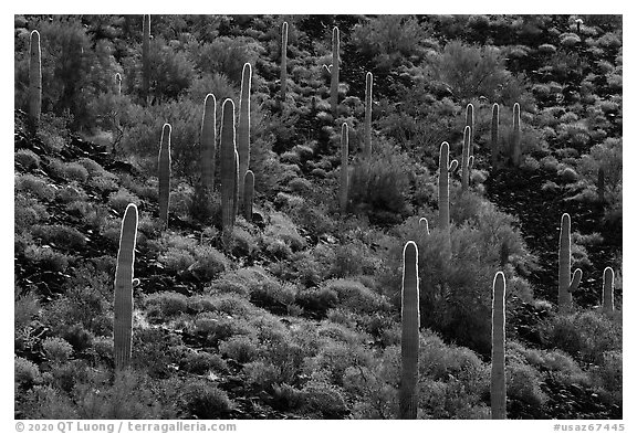 Cactus and Brittlebush in bloom on volcanic slope, Table Mountain Wilderness. Sonoran Desert National Monument, Arizona, USA