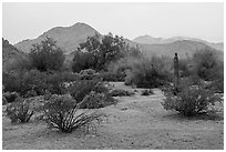 Margies Cove in the rain. Sonoran Desert National Monument, Arizona, USA ( black and white)