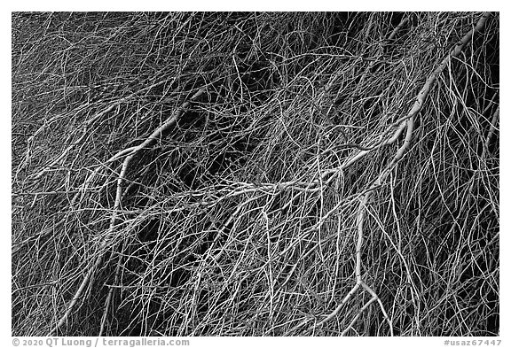 Palo Verde branches. Sonoran Desert National Monument, Arizona, USA (black and white)