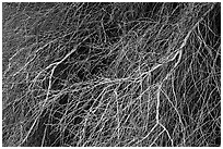 Palo Verde branches. Sonoran Desert National Monument, Arizona, USA ( black and white)