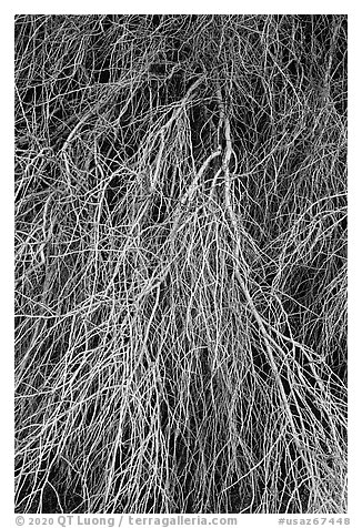 Palo Verde detail. Sonoran Desert National Monument, Arizona, USA (black and white)