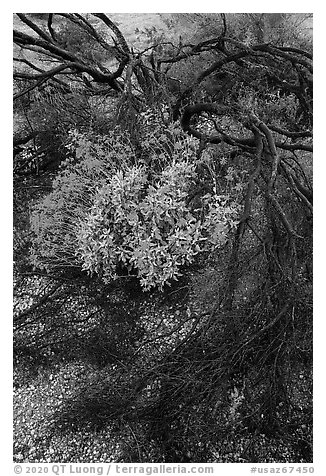 Detail of Burned tree and brittlebush. Sonoran Desert National Monument, Arizona, USA (black and white)