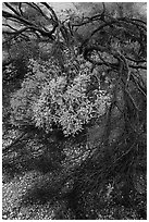 Detail of Burned tree and brittlebush. Sonoran Desert National Monument, Arizona, USA ( black and white)