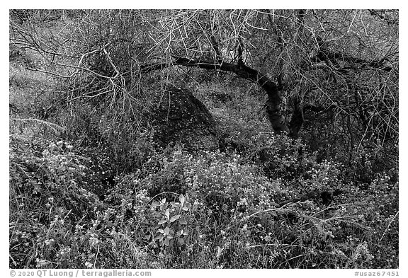 Wildflowers under Palo Verde. Sonoran Desert National Monument, Arizona, USA (black and white)