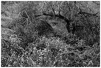 Wildflowers under Palo Verde. Sonoran Desert National Monument, Arizona, USA ( black and white)