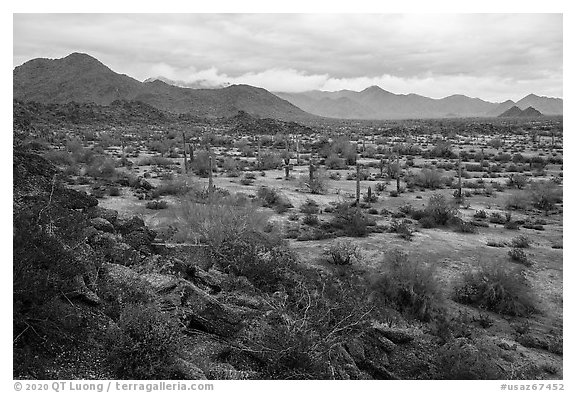 Margies Cove, North Maricopa Mountains. Sonoran Desert National Monument, Arizona, USA (black and white)