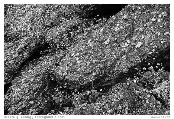 Volcanic rock and spring wildflowers. Sonoran Desert National Monument, Arizona, USA (black and white)