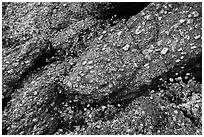 Volcanic rock and spring wildflowers. Sonoran Desert National Monument, Arizona, USA ( black and white)