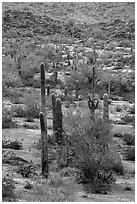 Saguaro cacti in springtime, Margies Cove. Sonoran Desert National Monument, Arizona, USA ( black and white)