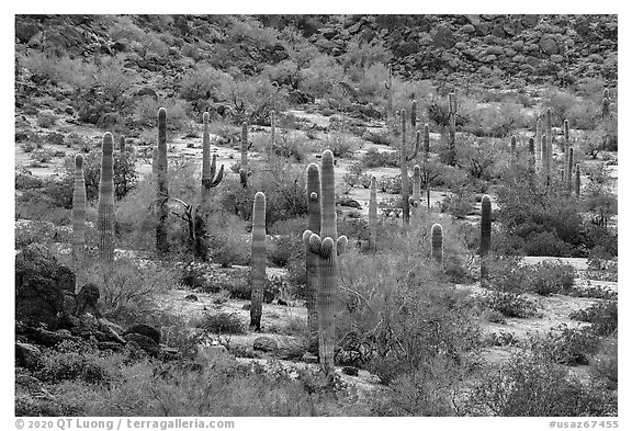 Saguaro cactus in the spring, Margies Cove. Sonoran Desert National Monument, Arizona, USA (black and white)