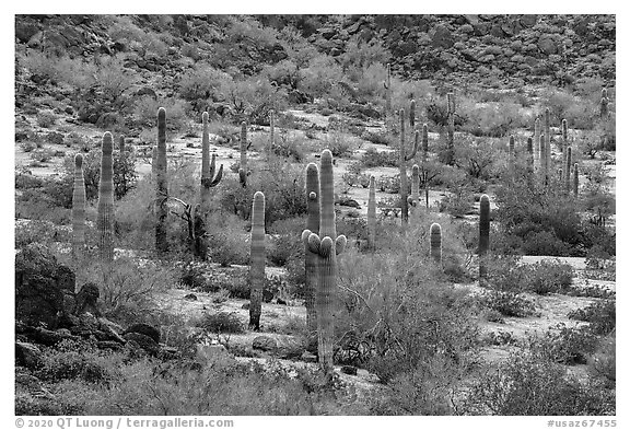 Saguaro cactus in the spring, Margies Cove. Sonoran Desert National Monument, Arizona, USA (black and white)