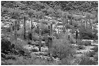 Saguaro cactus in the spring, Margies Cove. Sonoran Desert National Monument, Arizona, USA ( black and white)