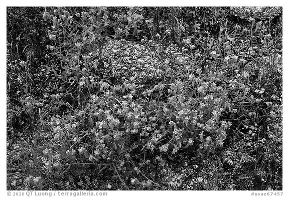 Blue wildflowers and volcanic rock. Sonoran Desert National Monument, Arizona, USA (black and white)