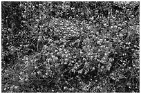 Blue wildflowers and volcanic rock. Sonoran Desert National Monument, Arizona, USA ( black and white)